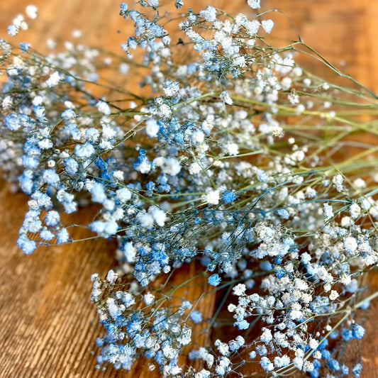 Dried Gypsophila (Baby’s Breath)- Blue