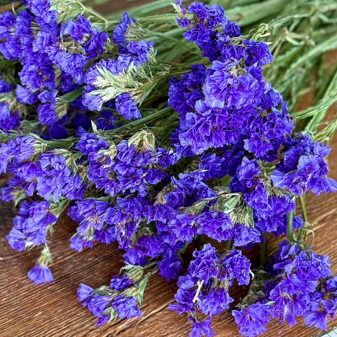 blue purple statice dried flowers forever closeup