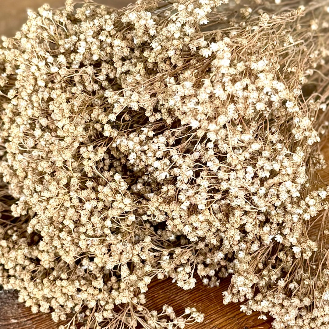 broom bloom natural dried flowers forever