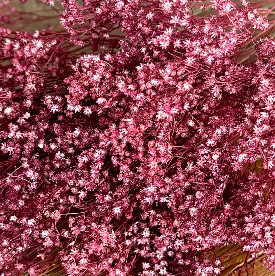 burgundy babys breath dried flowers forever broom bloom