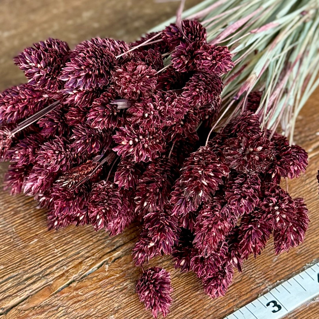 burgundy phalaris dried flowers forever closeup