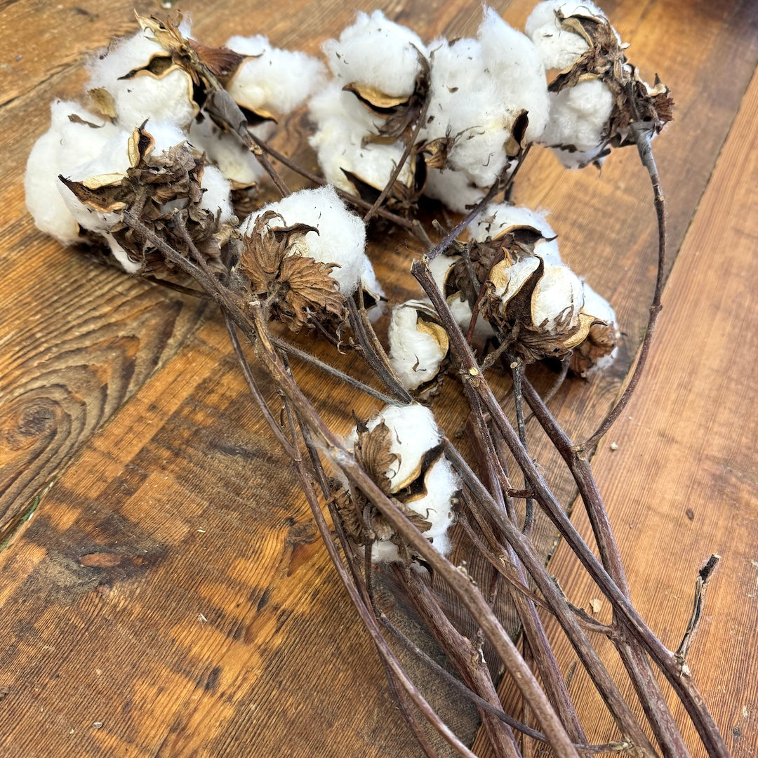 cotton stems dried real diy white