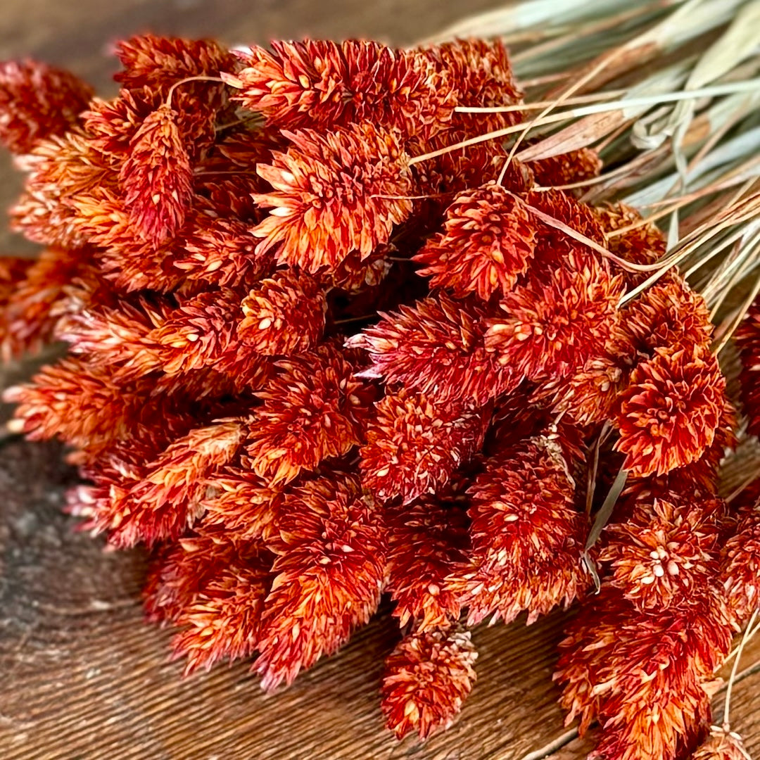 orange phalaris grass dried flowers forever closeup