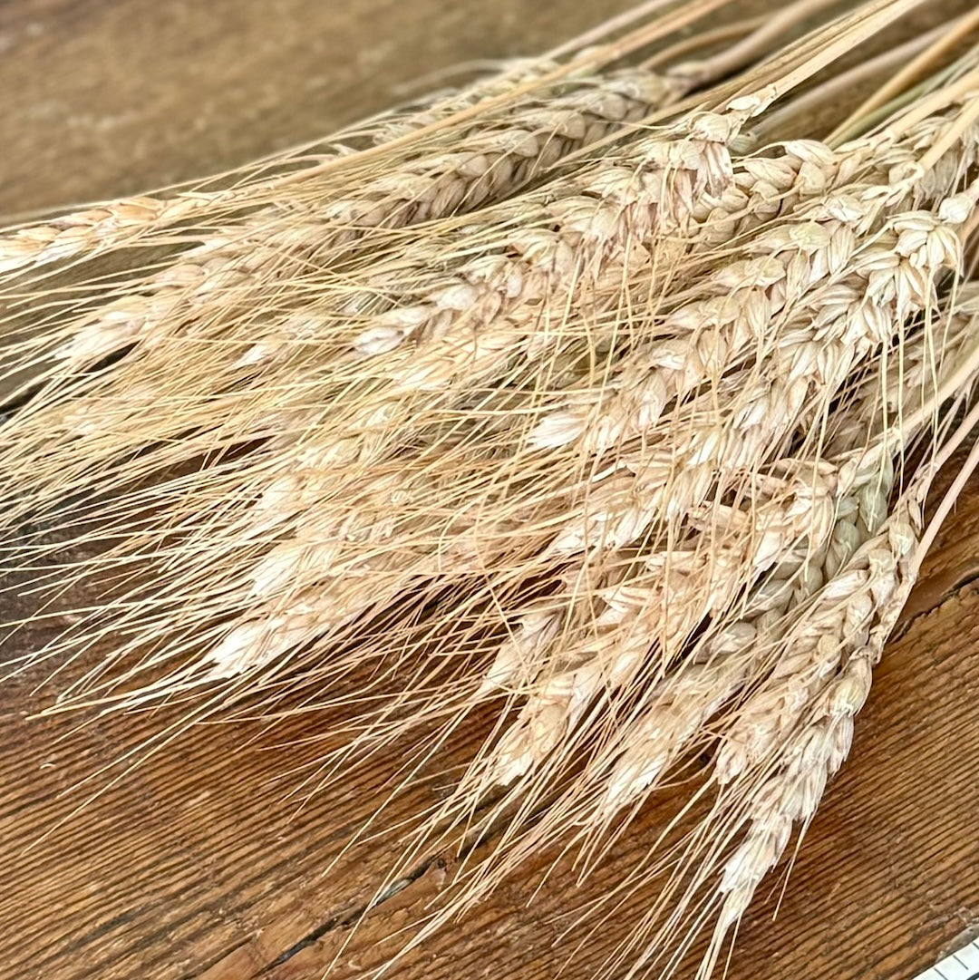 tan awned wheat dried flowers forever closeup