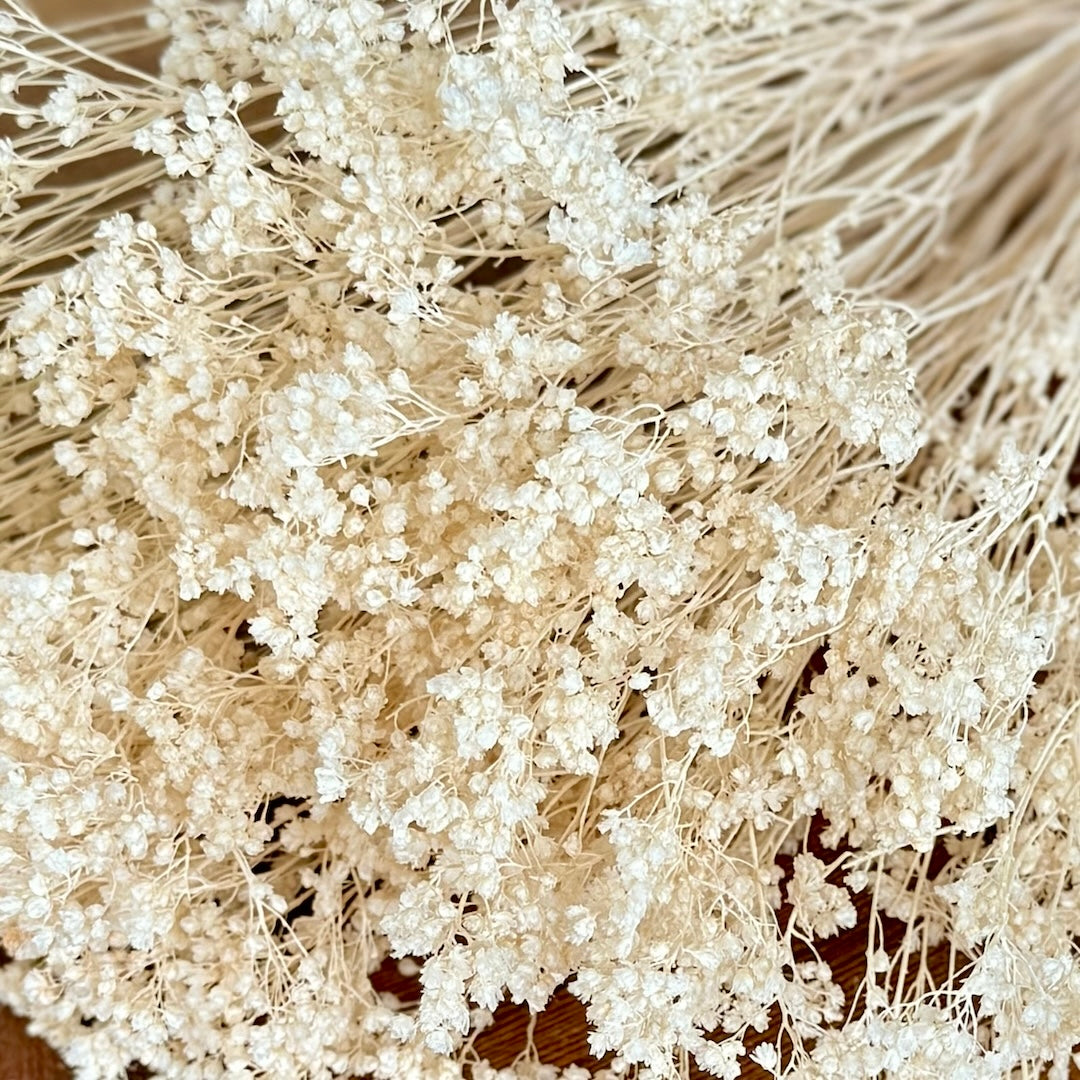 white broom bloom babys breath dried flwoers forever