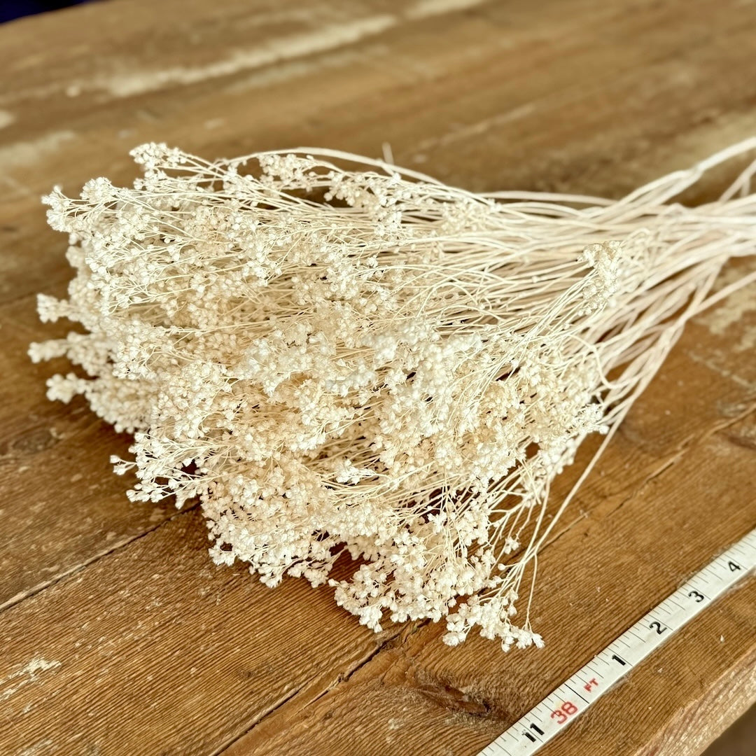 white broom bloom diy dried flowers forever