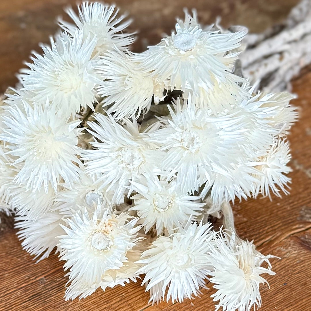 white everlasting dried flowers forever closeup