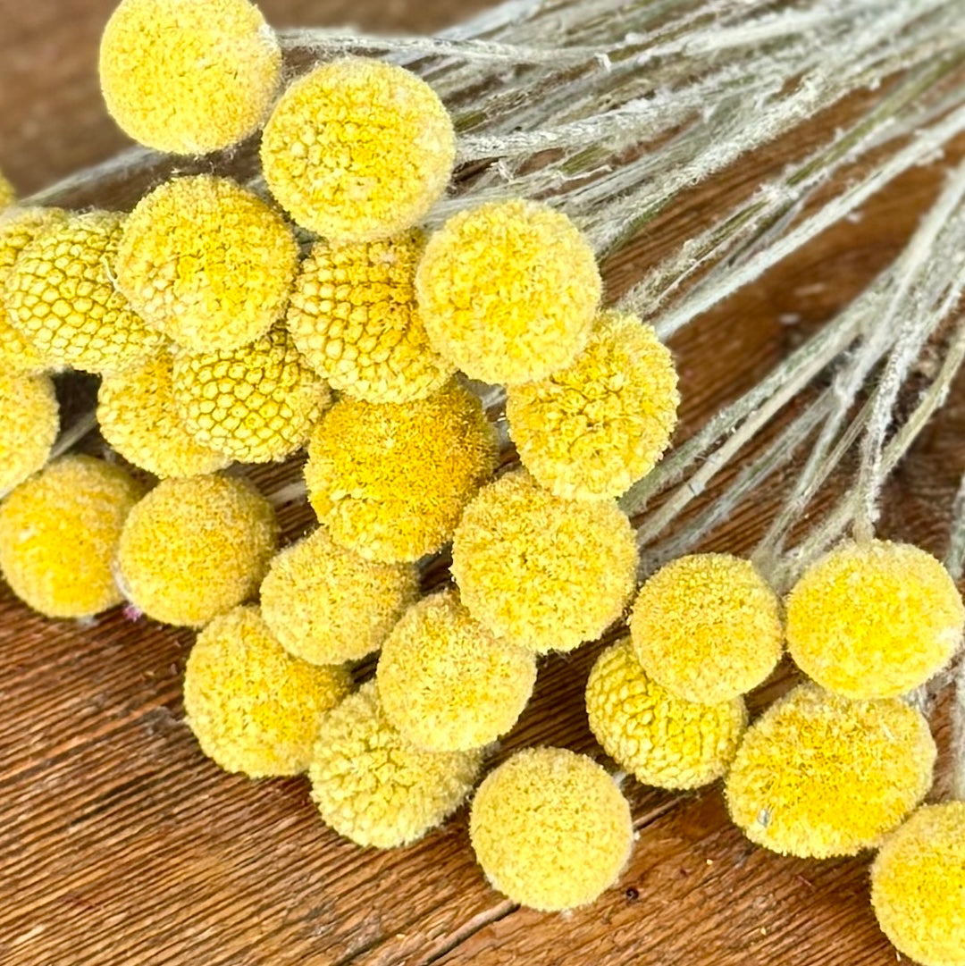 yellow billy balls craspedia dried flowers forever closeup