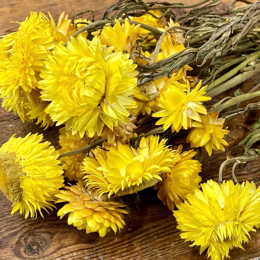 yellow dried strawflowers diy flowers forever