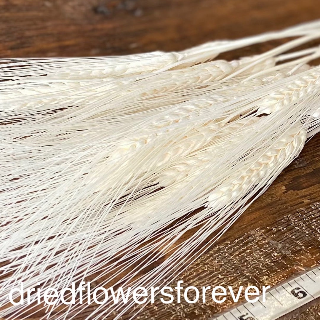 Bleached Awned White Wheat Dried Flowers DIY