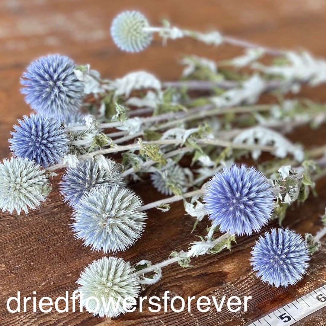 Blue Gray Purple Echinops Dried Flowers DIY