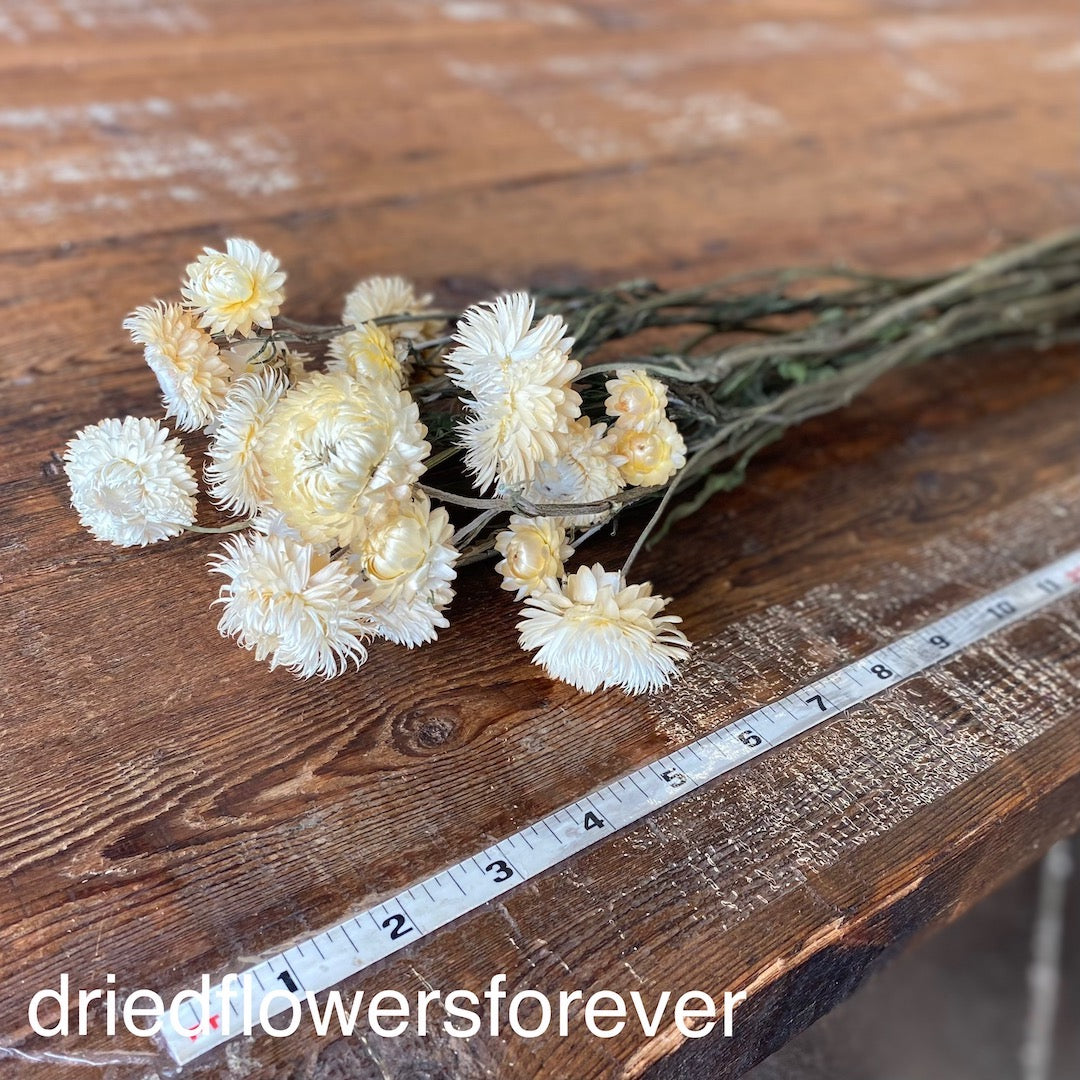 Cream White Ivory Stemmed Strawflowers Dried Flowers DIY