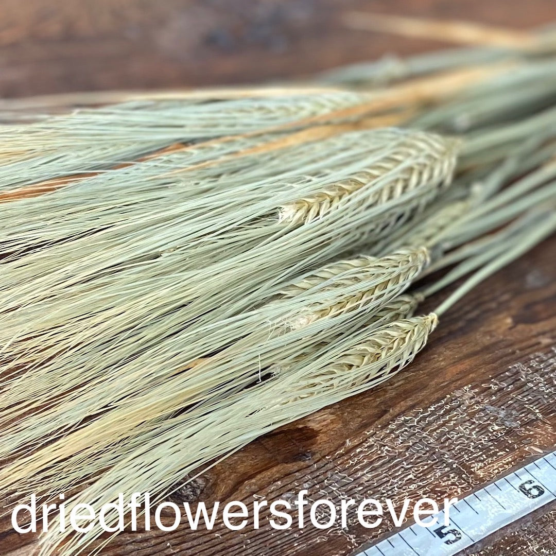 Green Awned Barley Dried Flowers DIY