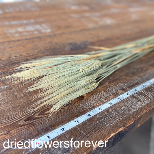 Green Awned Barley Dried Flowers DIY