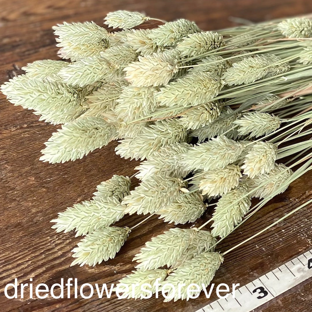 green phalaris dried flowers diy