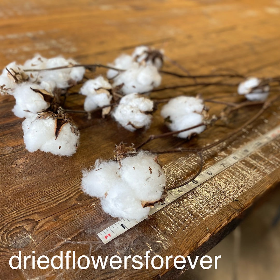natural white cotton dried flowers forever