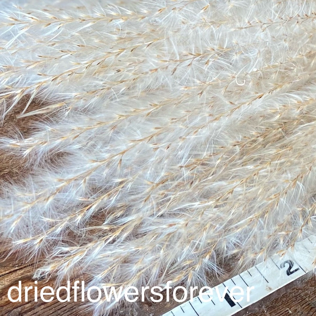 Neutral Mini White Pampas Grass Dried Flowers DIY