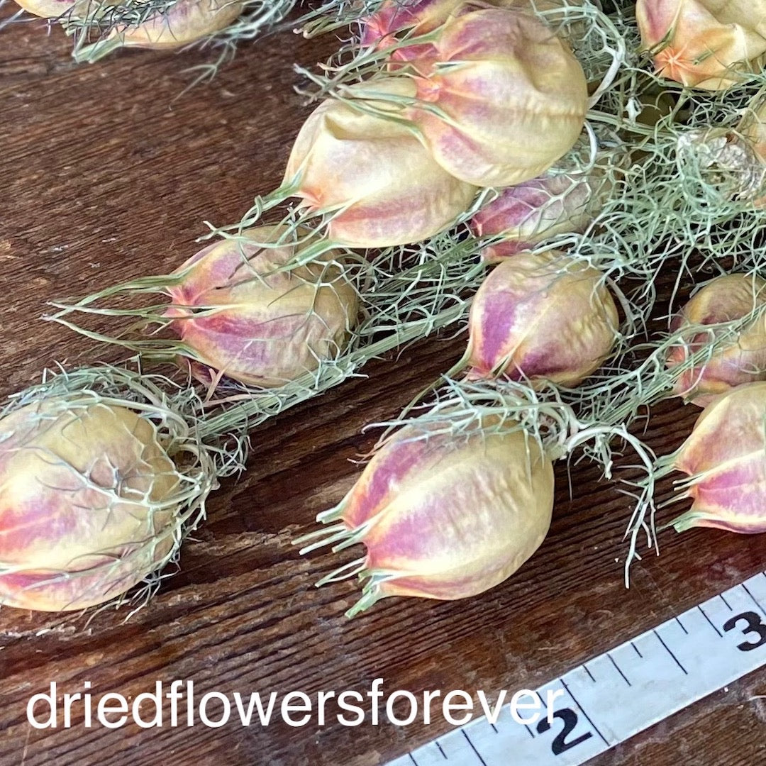 Nigella Love in a Mist Pods Purple Dried Flowers DIY