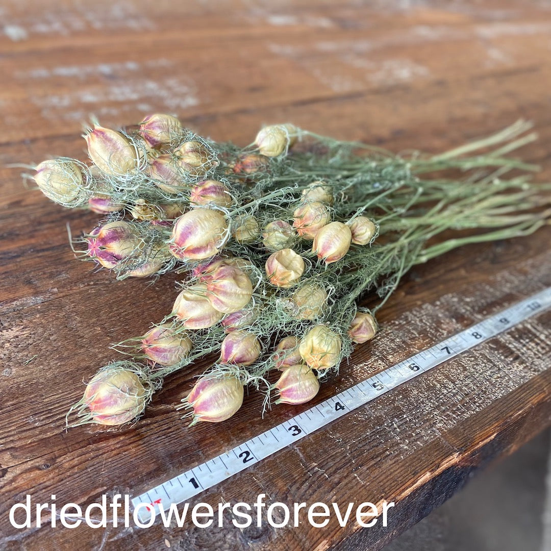 Nigella Love in a Mist Pods Purple Dried Flowers DIY