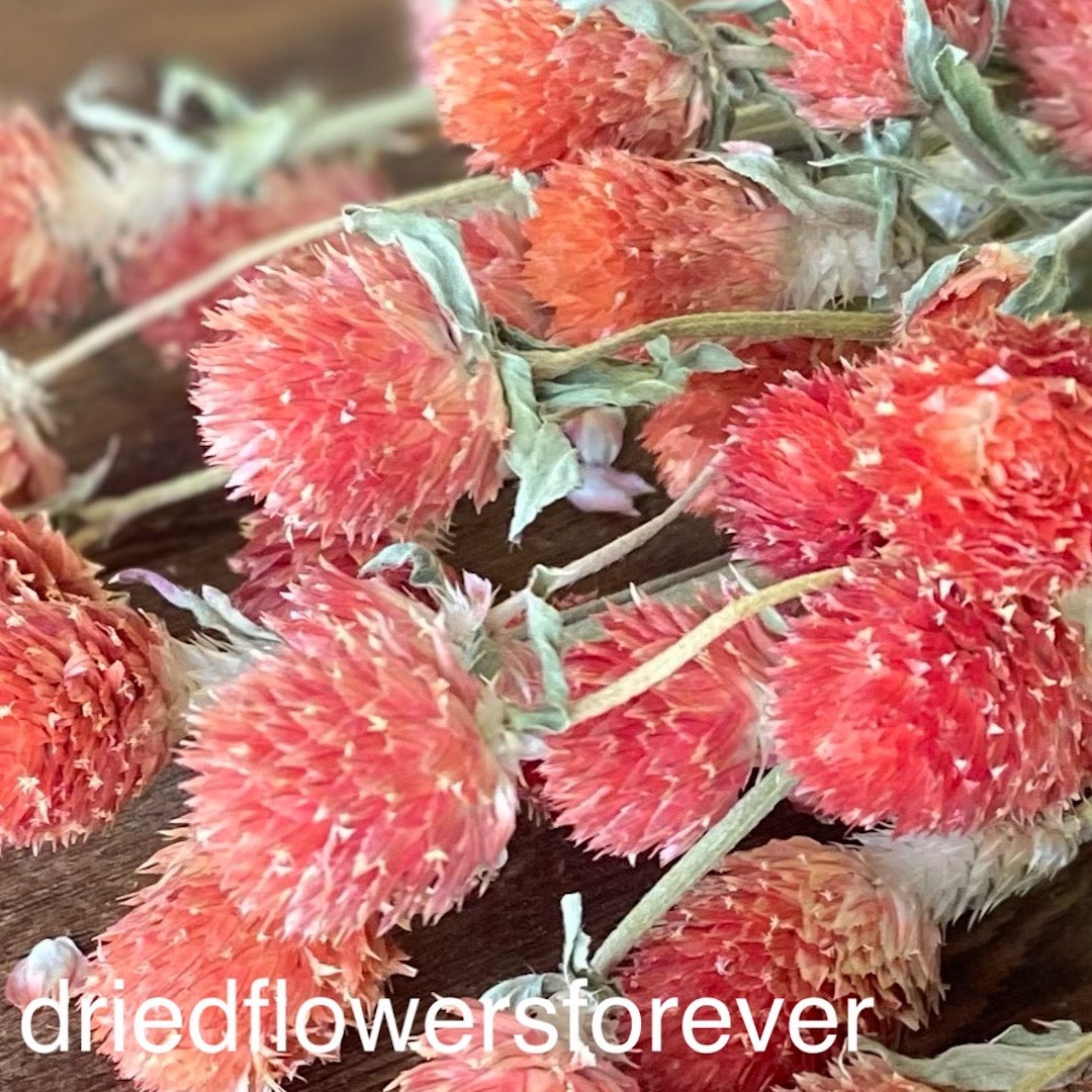 Orange Globe Amaranth Gomphrena Dried Flowers DIY