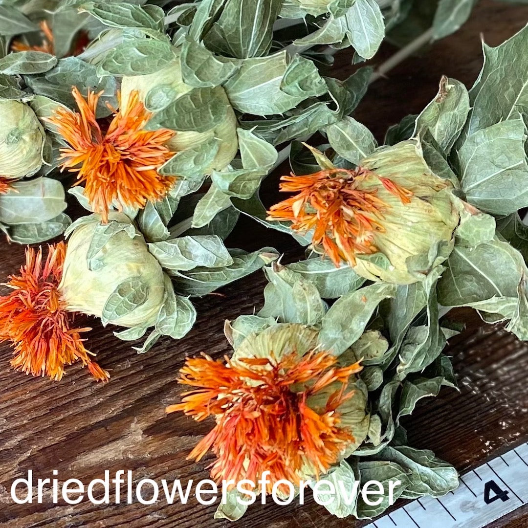 Orange Scarlet Safflower Dried Flowers DIY