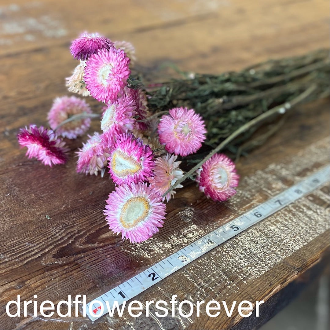 Pink Straw Strawflowers Dried Flowers DIY