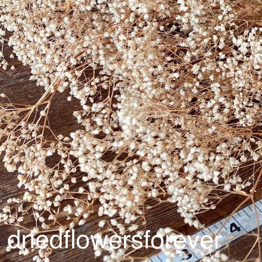 DIY Preserved Neutral Tan Gypsophila Babys Breath Dried Flowers