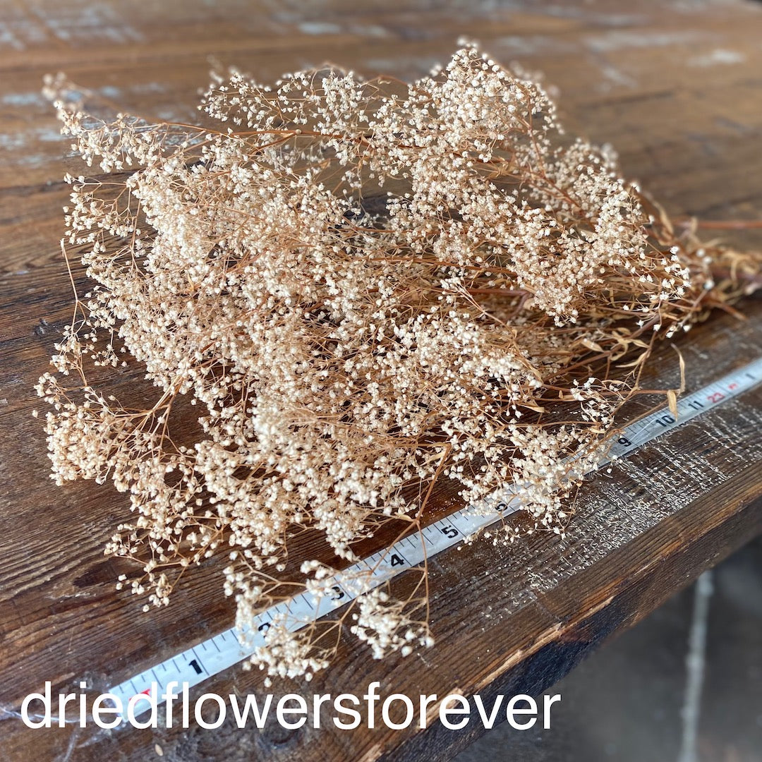Dried Babys Breath dried Gypsophila Natural Brown Color 