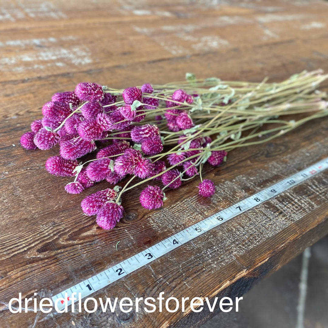 Purple Gomphrena Globe Amaranth Dried Flowers DIY