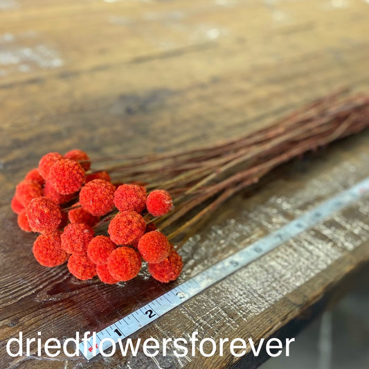 Red Orange Scarlet Billy Balls Craspedia Dried Flowers DIY