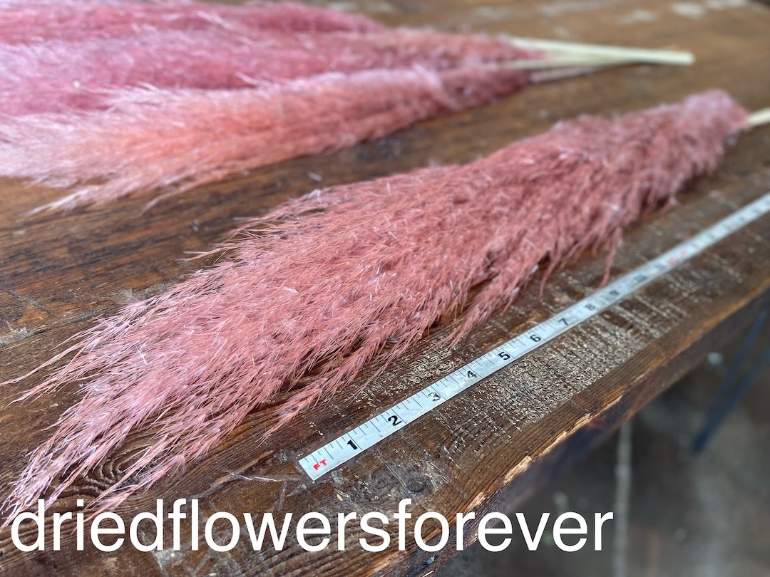 Soft Pink Pampas Grass Dried Flowers DIY Edit alt text