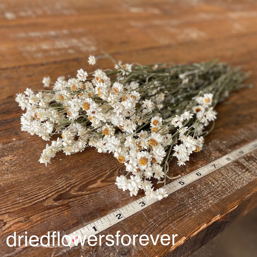 Winged Everlasting (Amobium) - Dried Flowers Forever - DIY