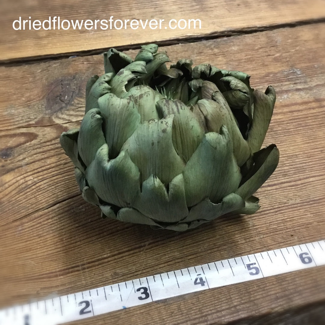 artichoke dried green preserved