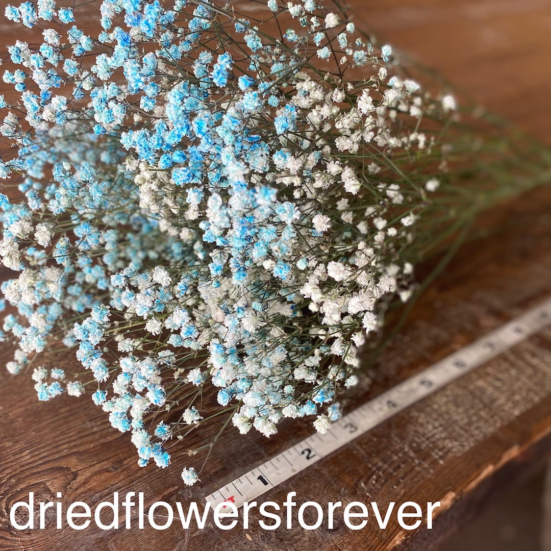 babys breath blue dried flowers DIY
