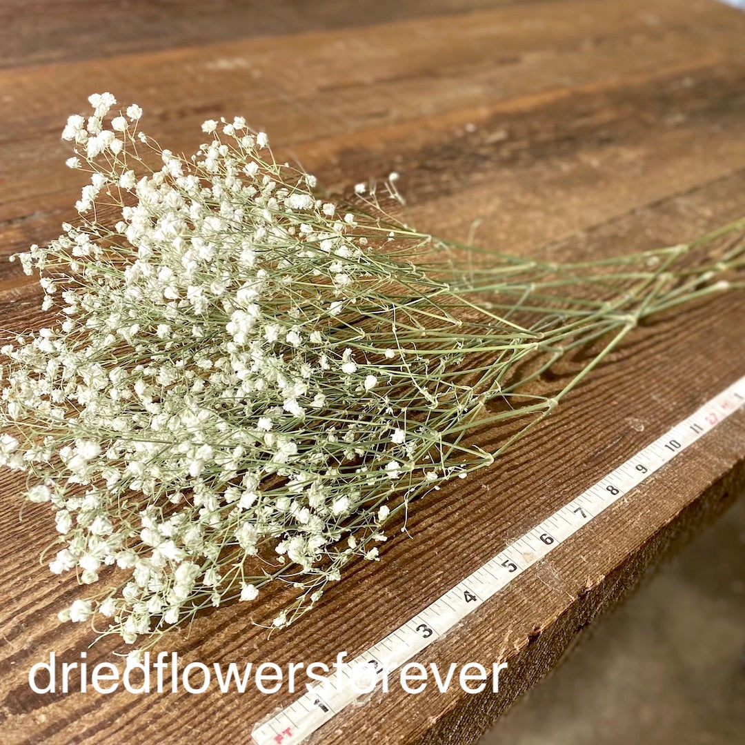 dried babys breath white ivory flowers wedding gyp gypsophila