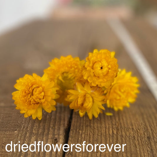 Dried stand straw flowers gold yellow