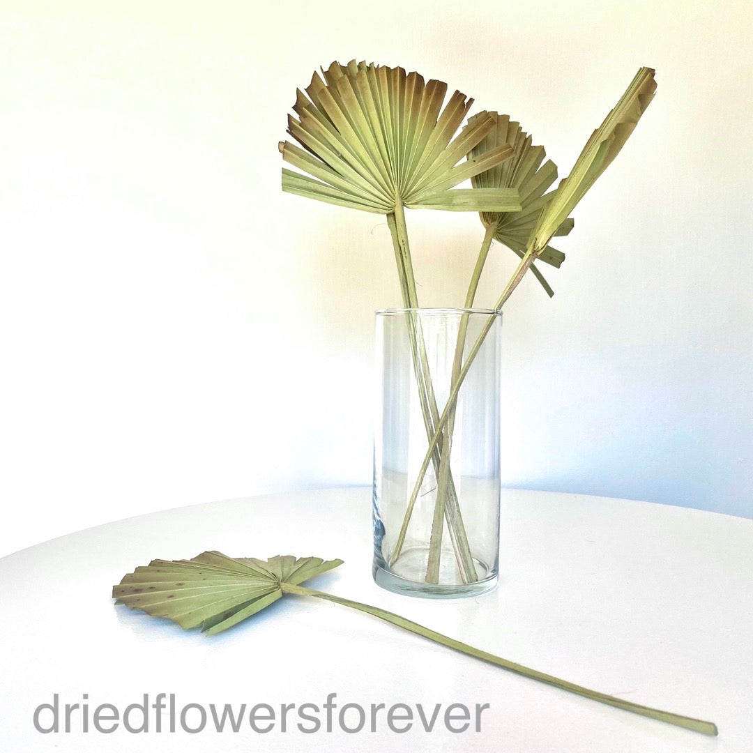 green palm fan fans dried