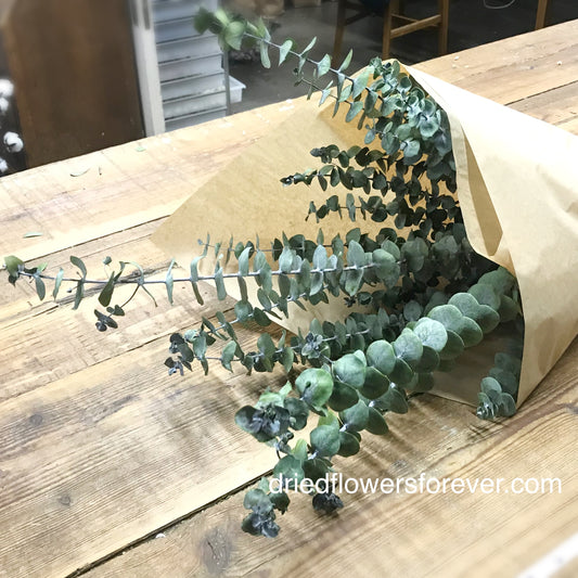 Eucalyptus - Green Baby (Preserved)