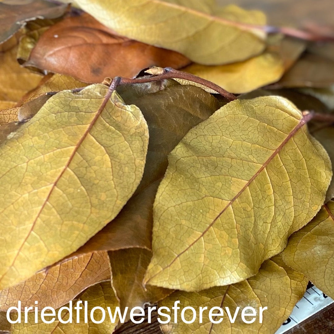 lemon leaf Salal natural amber yellow brown dried flowers DIY