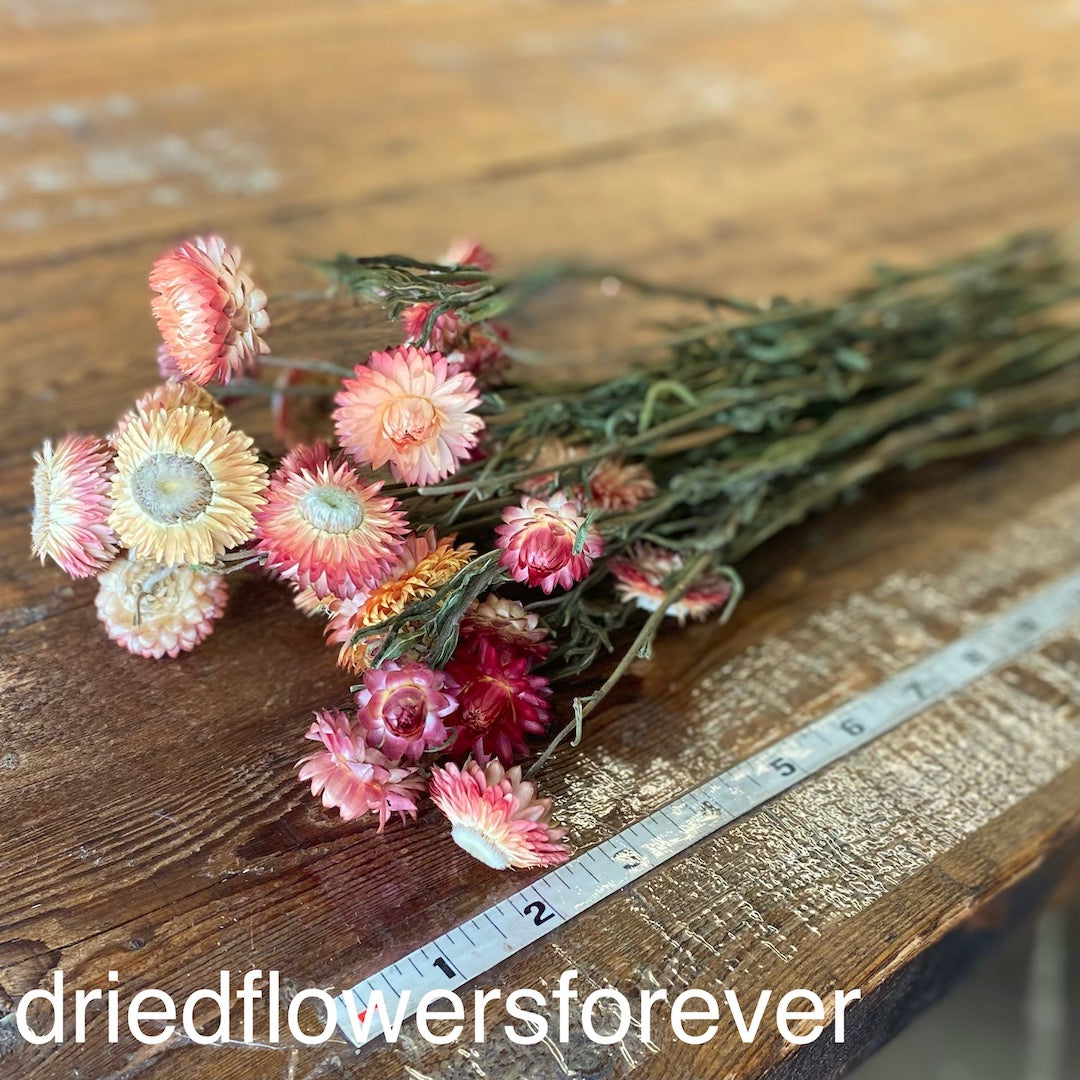 light orange strawflower dried flowers diy