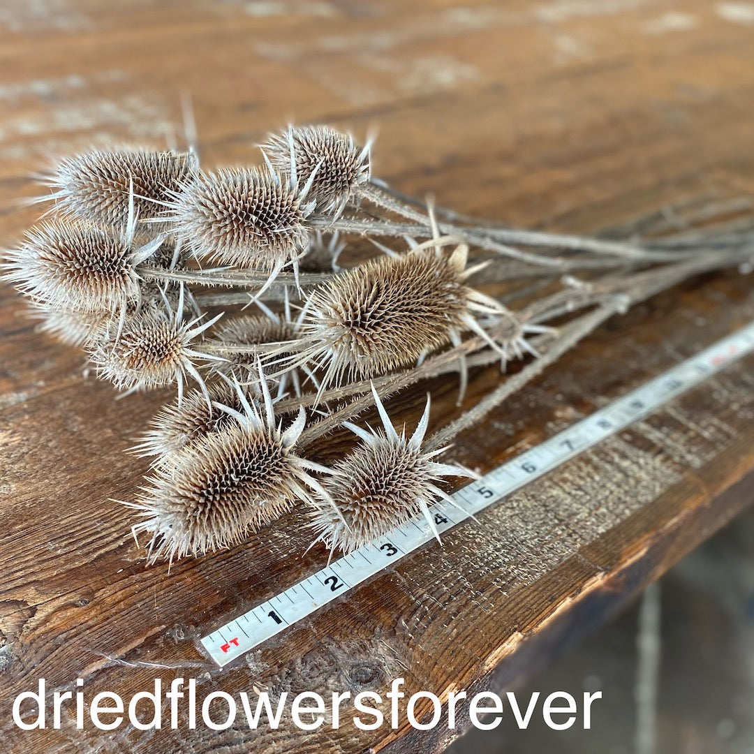 Teasel - Natural - Dried Flowers Forever - DIY