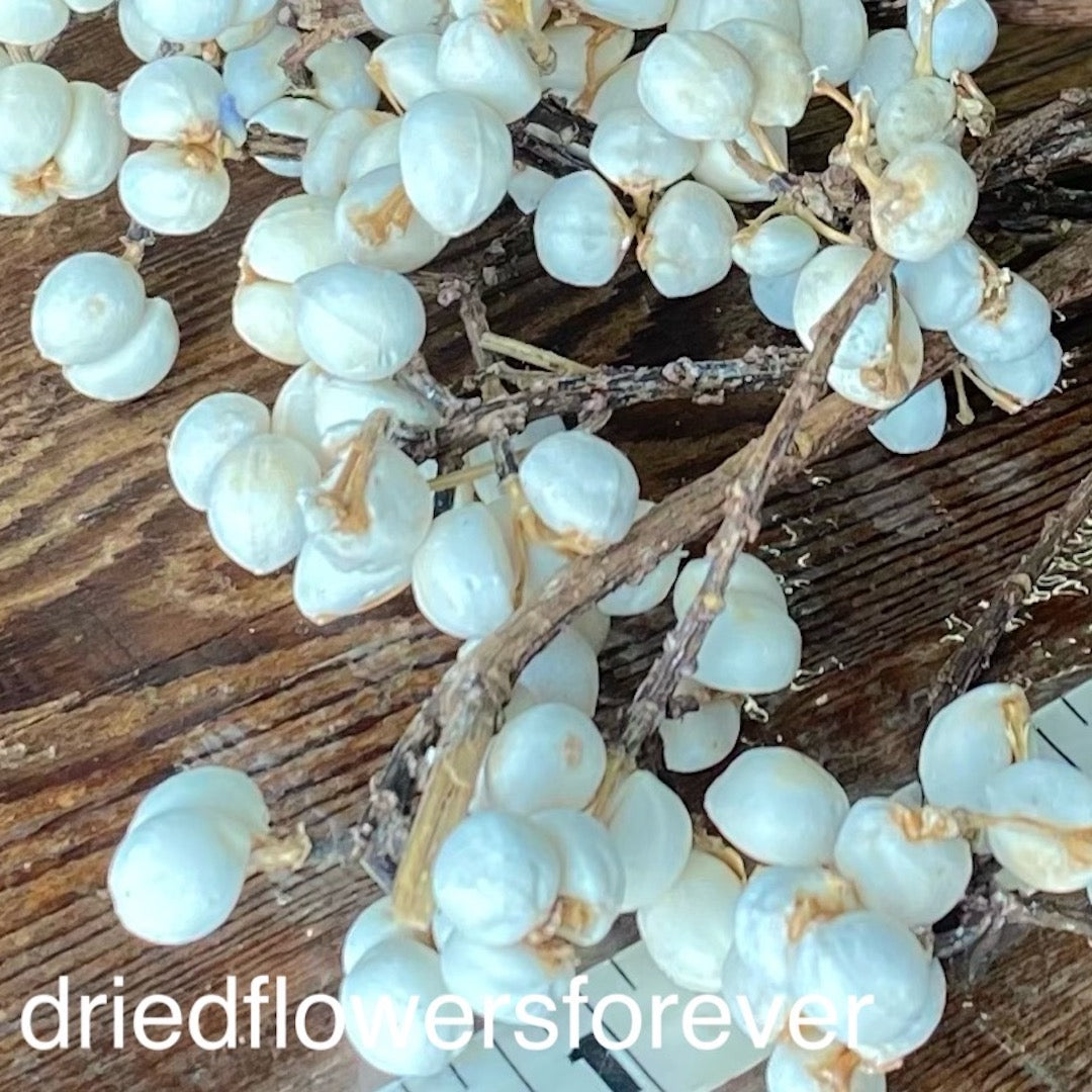 Tallow Berry Natural White Cream Ivory Dried Flowers DIY