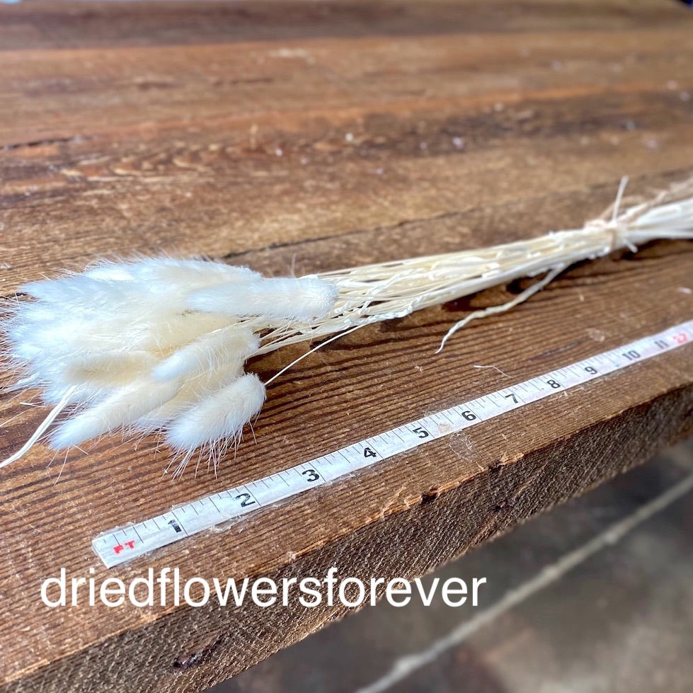 white dried bunny tail grass ivory lagurus
