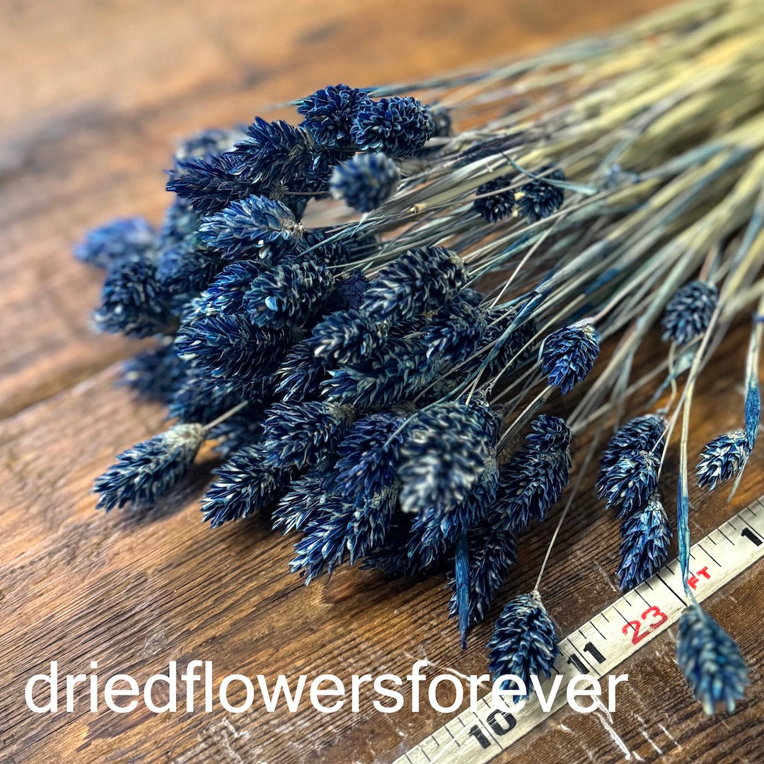 DIY navy blue phalaris grass dried flowers forever