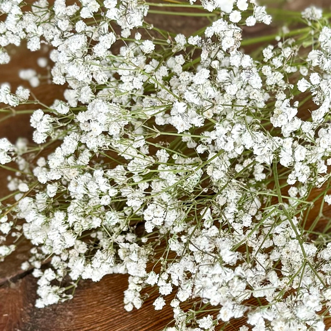 babys breath dried flowers forever close up
