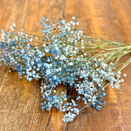 Dried Gypsophila (Baby’s Breath)- Blue