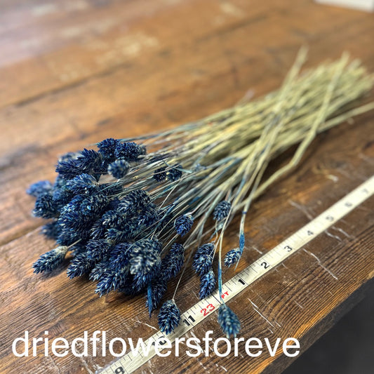 blue navy dried phalaris grass diy flowers forever