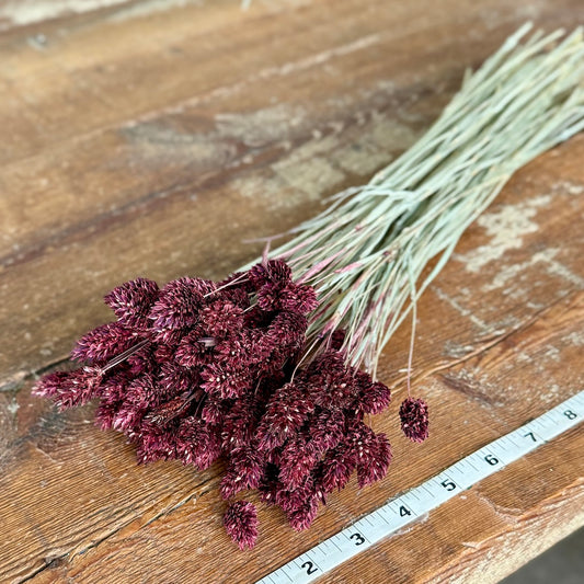 burgundy phalaris diy dried flowers forever