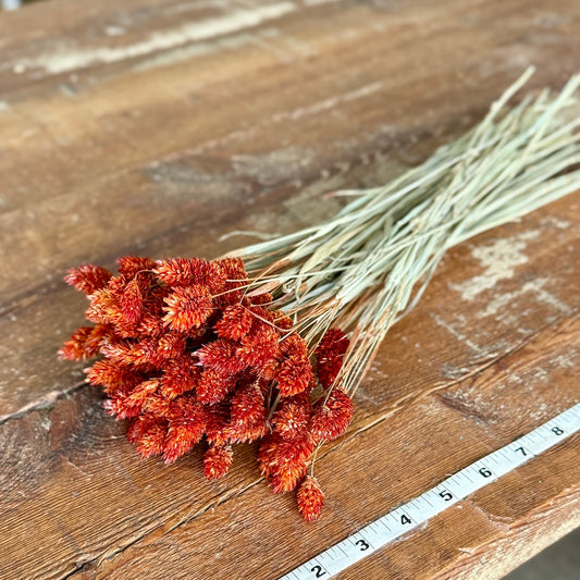 burnt orange phalaris diy dried flowers forever