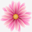 Dried Flowers Forever logo